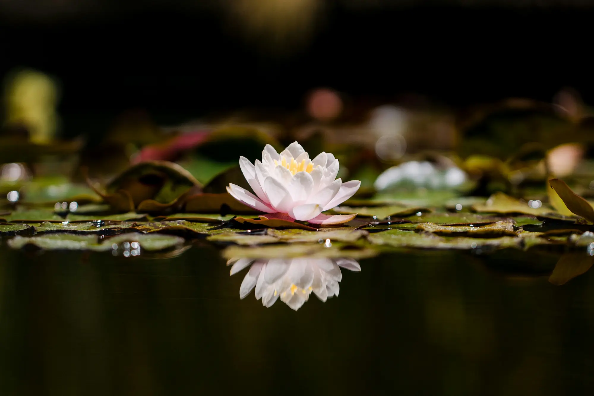 jason leung lo reJbLV1Q unsplash